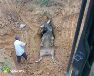 五百年后，牛魔王被压在了五指山下。