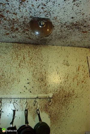 我就想知道先是谁在这里炖屎的?!