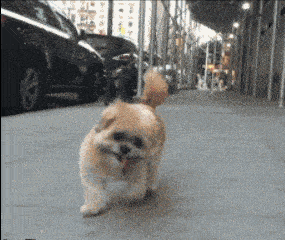 狗子你这是什么造型啊!