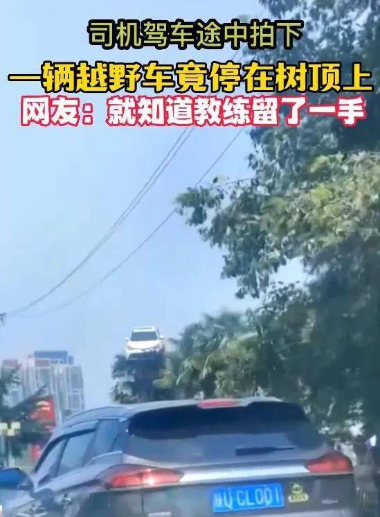 不单母猪会上树，连汽车都会上树了