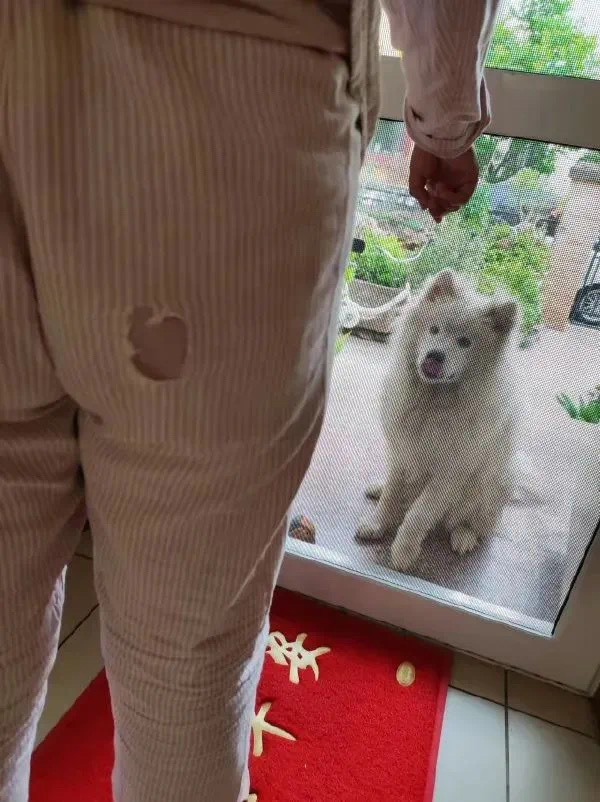 狗狗的啃腚?