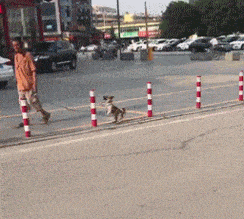 狗子：我要走直线，谁也拦不住我