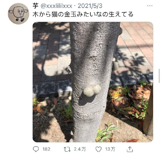 这是公树