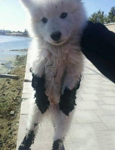 熊狗狗,乱跑出去玩的下场