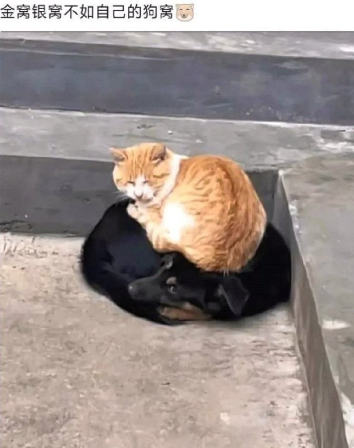 金窝银窝不如自己的狗窝！