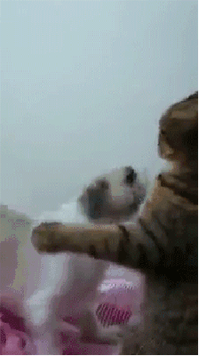 2015年美女gif邪恶动态图福利动态图黑蕾丝内裤翘臀的诱惑