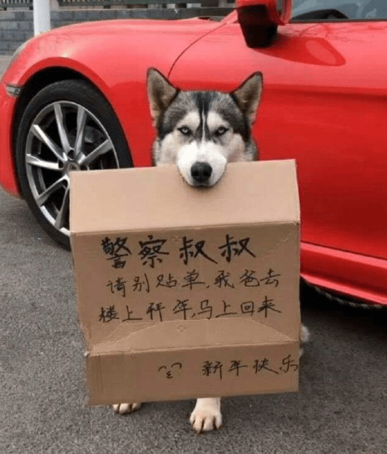 车主一回，罚单照有，狗还没了