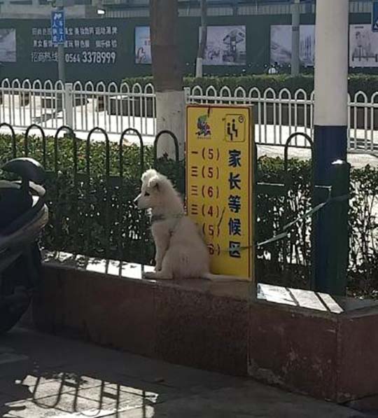 所以说有的家长是真的狗