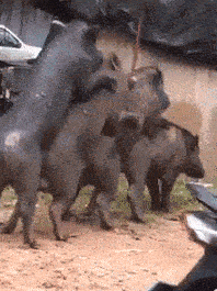 难道这是猪体蜈蚣？