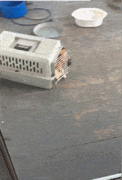 这是变魔术呢吧？