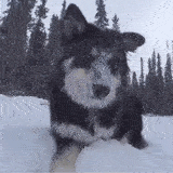 第一次见雪 控制不住我寄几!