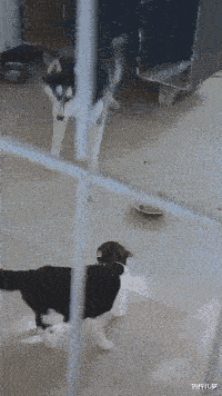 猫星人：谁让你出来了，给我滚回窝去！