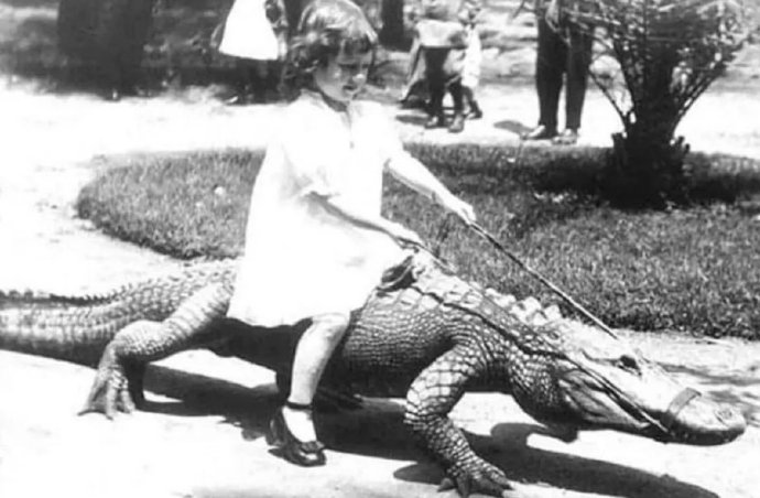 背着午餐出行的鳄鱼