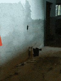 猫星人：小样，我看你还下不下来？