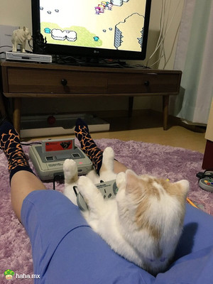 岛国一位主人表示,抱抱猫,打打游戏,大概这就是人生最大的幸福了吧...已羡慕哭
