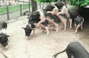 额……这是在玩儿……成语接猪?