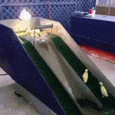 我都没玩过，活的连只鸭子也不如吗~