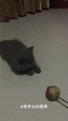 可以,这很猫科
