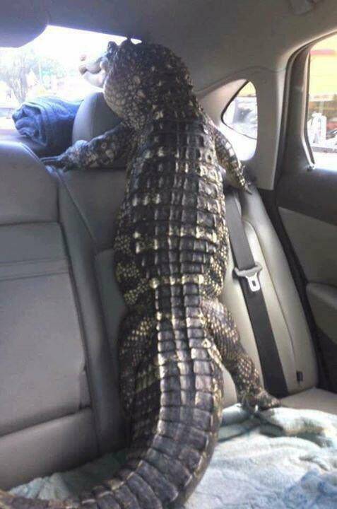 一会儿就吃那个闪大灯的