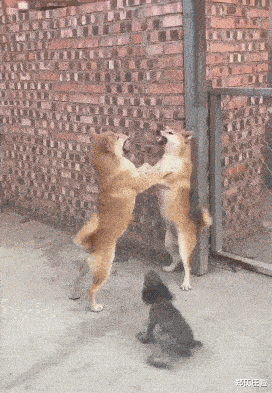 裁判很卖力了，就是有点劝不开