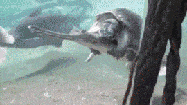 小乌龟这顺风车搭的可以啊，太机智了