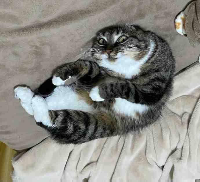 正准备变成老太拐唐僧的狸花猫精