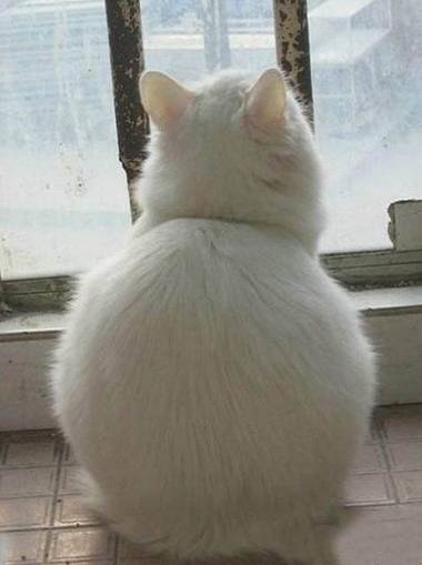 坐久了屁股会大，你该起来走走了