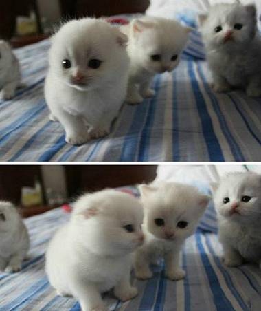 小猫咪，萌爆了