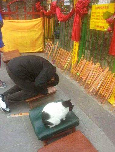 喵星人也是信徒