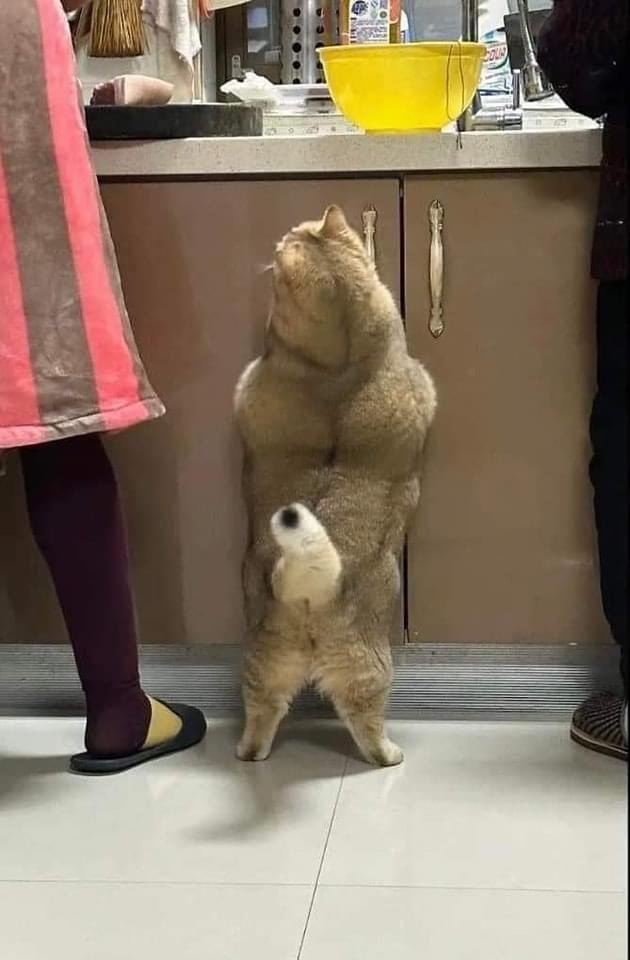 十斤精肉，切做臊子，不要见半点肥的在上面