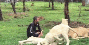 你替我铲屎，我护你周全