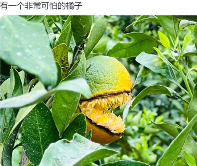 橘子恶魔