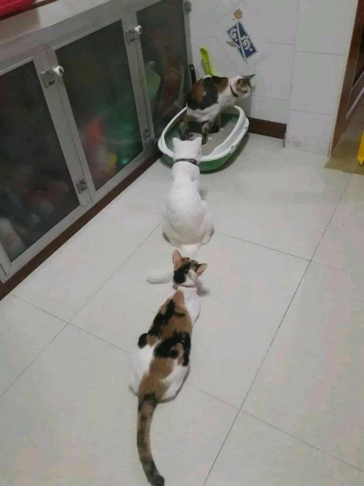 排排队上厕所，大家都非常文明嘛