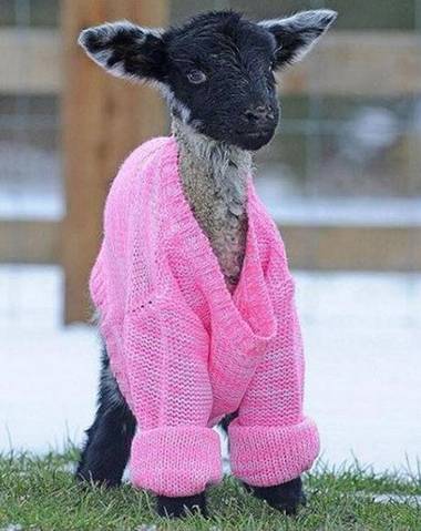 偶新买的衣服怎么样？