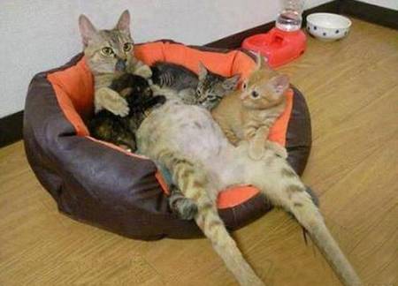 好霸气的喵妈妈