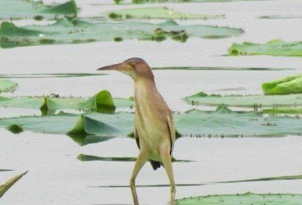 这到底是鸟还是蛤蟆呢？你能告诉我吗？