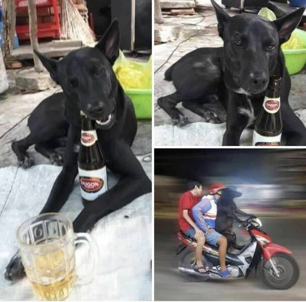 开车不喝酒,喝狗不开车