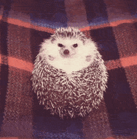 小刺猬看到食物后的反映，卧槽，哈哈哈，逗死我了