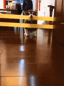 这后空翻不是一般狗子能学来的