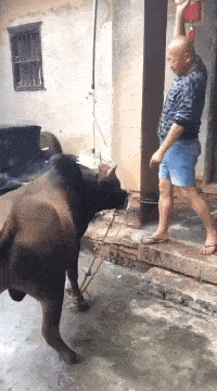 哥，你是牛肉没吃着，却把自己脚给砸了，脚没骨折吧？隔着屏幕看都替你疼