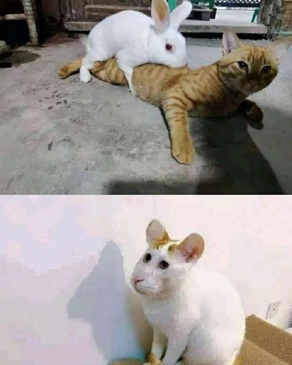 这是老鼠吧