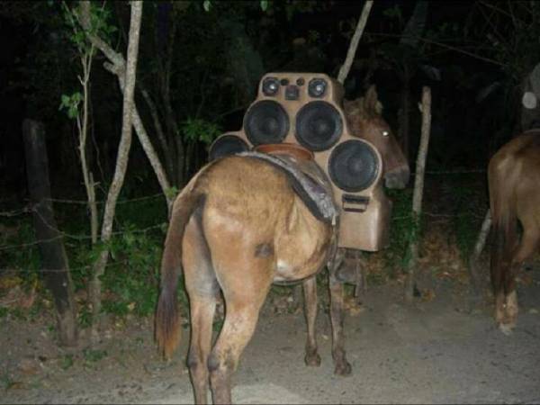 谁能拒绝这样一个拉风的驴子