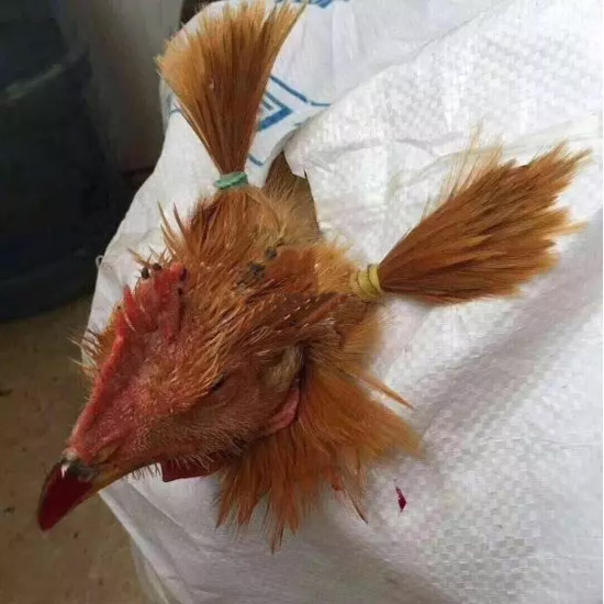是这样扎头发吗?公鸡问!