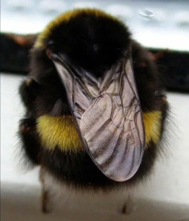 据说这是全世界最可爱的蜜蜂