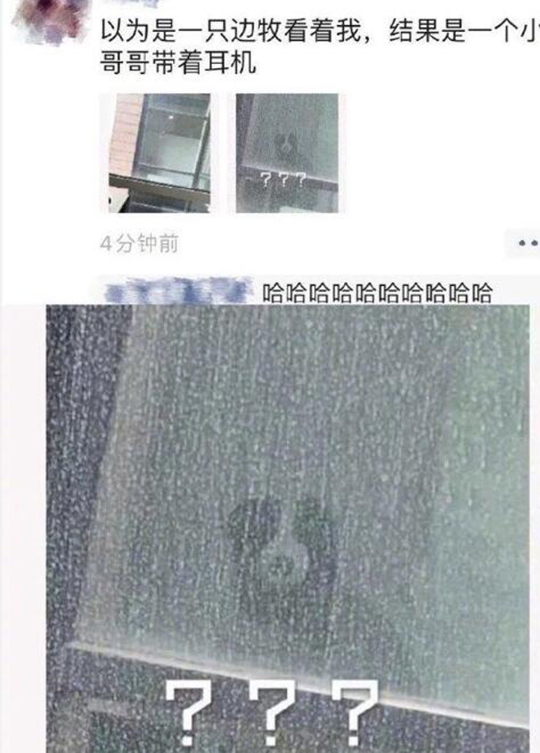 天王老子来了也是边牧看着我