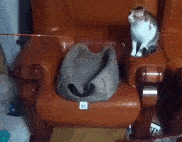 成精了一个，铲屎的你管不管？