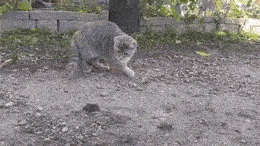 猫不如鸡