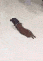 千万不要把宠物和乌龟一起养！