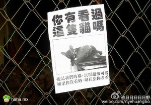 神经病啊！现在晒猫都这么嚣张了吗!