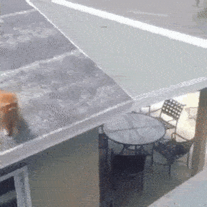 脸就是这么变扁的